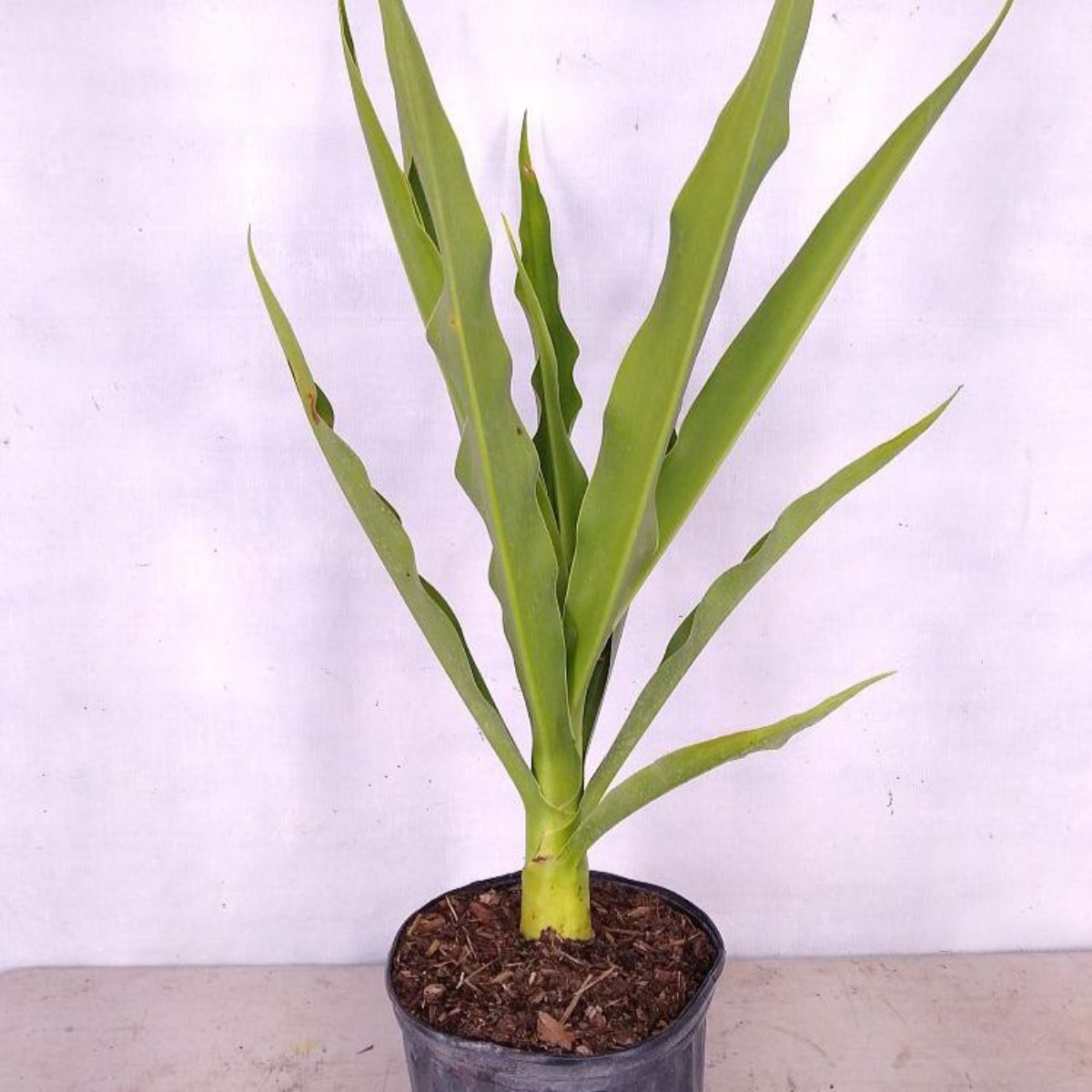 GREEN PARADISE® Sudarshan Lily CrinumAsiaticum Lily Fragrant flowering Lily plant Giant Lily ( 1 Plant )