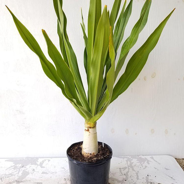 GREEN PARADISE® Sudarshan Lily CrinumAsiaticum Lily Fragrant flowering Lily plant Giant Lily ( 1 Plant )