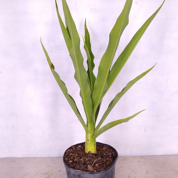 GREEN PARADISE® Sudarshan Lily CrinumAsiaticum Lily Fragrant flowering Lily plant Giant Lily ( 1 Plant )