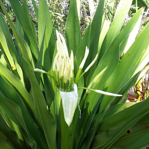 GREEN PARADISE® Sudarshan Lily CrinumAsiaticum Lily Fragrant flowering Lily plant Giant Lily ( 1 Plant )