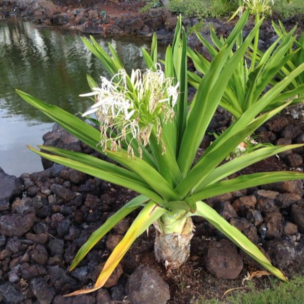 GREEN PARADISE® Sudarshan Lily CrinumAsiaticum Lily Fragrant flowering Lily plant Giant Lily ( 1 Plant )