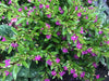 Green Paradise® Cuphea Hyssopifolia Purple Mexican Plant Full Year Flowering Live Plant With Pot