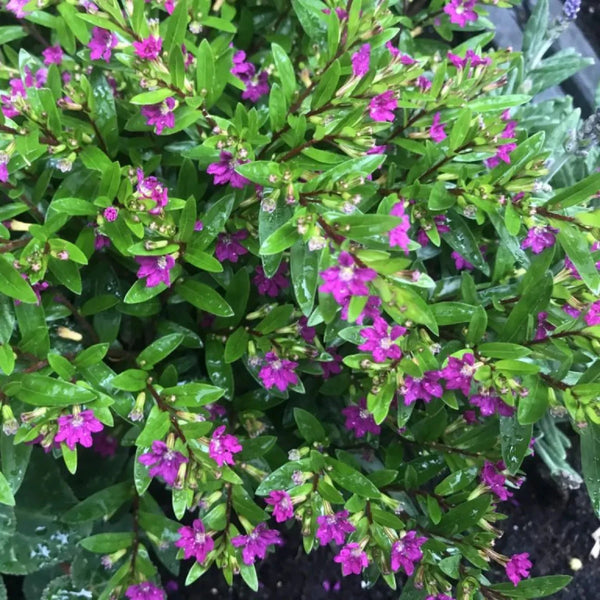 Green Paradise® Cuphea Hyssopifolia Purple Mexican Plant Full Year Flowering Live Plant