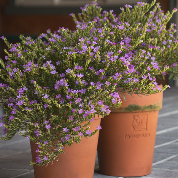 Green Paradise® Cuphea Hyssopifolia Purple Mexican Plant Full Year Flowering Live Plant