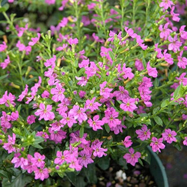 Green Paradise® Cuphea Hyssopifolia Purple Mexican Plant Full Year Flowering Live Plant