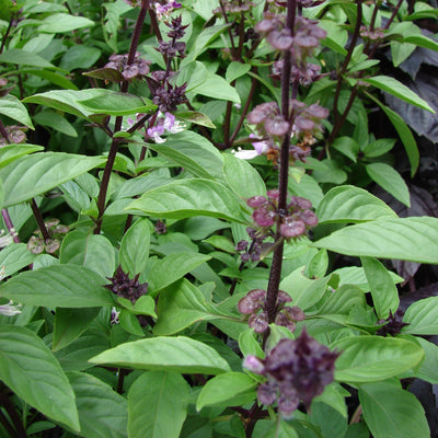 Damro Plant Ocimum basilicum Live Plant