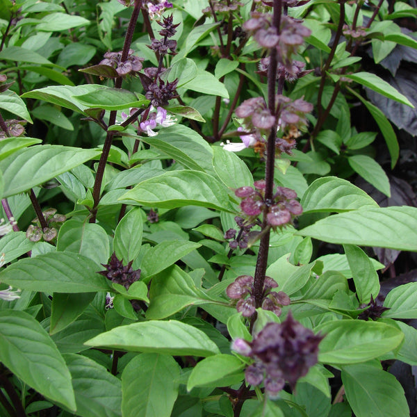 Damro Plant Ocimum basilicum Live Plant