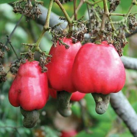 Cashew nut Live plant kaju Live Plant