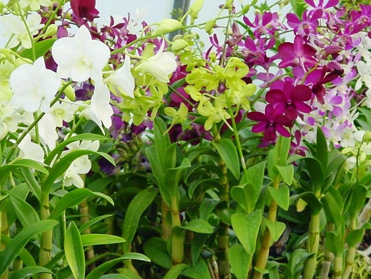 best Dendrobium Orchid Plants