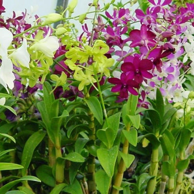 Green Paradise® Dendrobium Orchid Seedlings plants set (random colors)