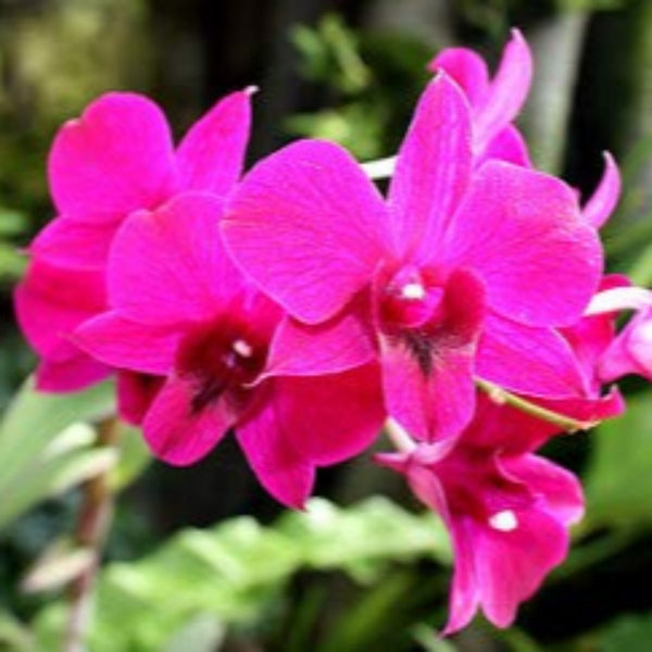 Buy Dendrobium Plants Online