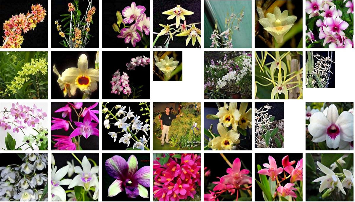 Dendrobium Orchid Seedlings 6 plants set (random colors)