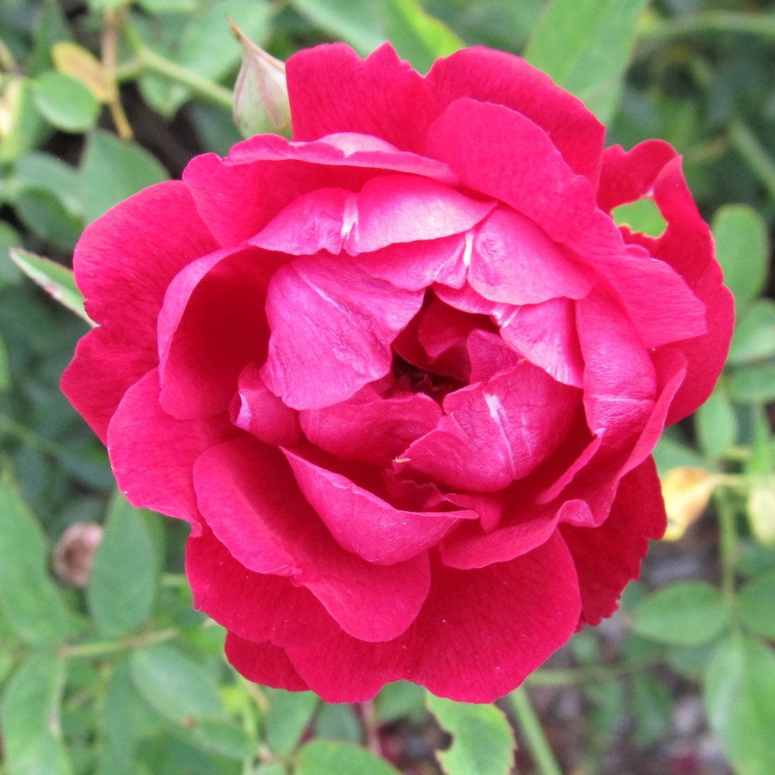 Desi Red Rose Madhukamini and Red Hibiscuss live plant ( Combo Pack of 3 ) Full Year Flowering and fragrant Plants