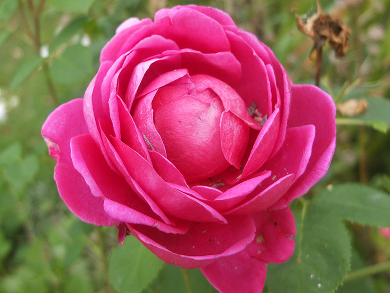Live Red Fragrant Desi Rose Plant (Set Of 3 Plants)