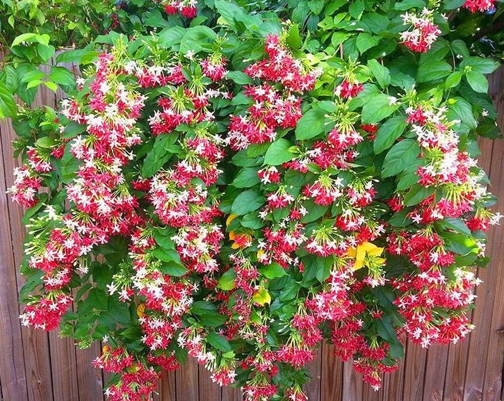 Green Paradise Madhumalati Creeper Double Petal Plant - Buy Online and Transform Your Garden