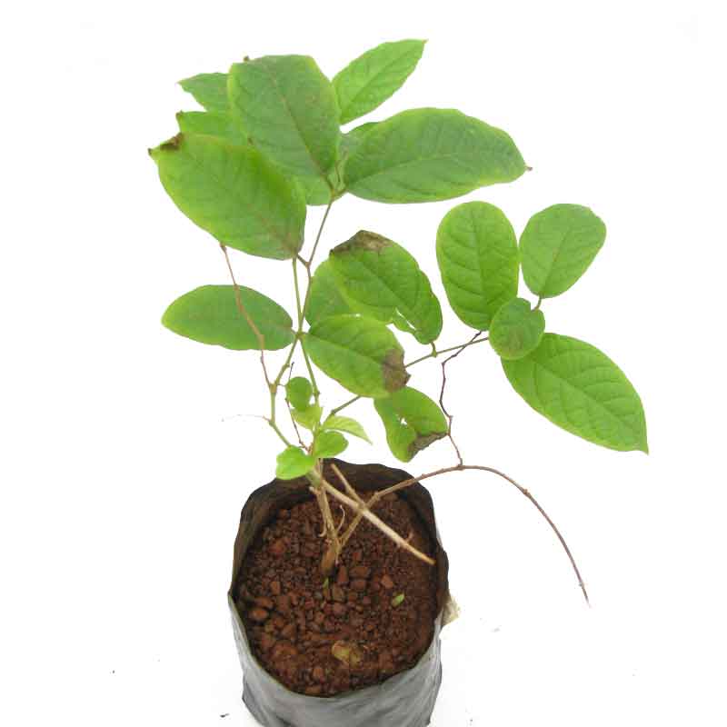 Green Paradise Madhumalati Creeper Double Petal Plant - Buy Online and Transform Your Garden