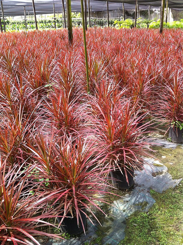 Dreaceana Colorama Plant