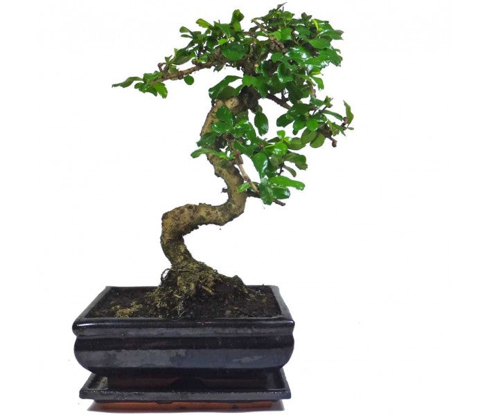 Carmona Bonsai tree With Ceramic Bonsai Tray