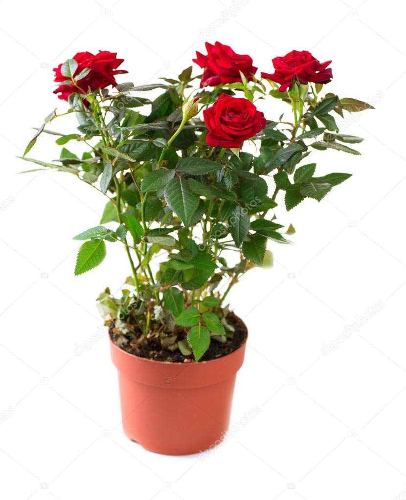 Exclusive Live dutch rose Plant Without Pot
