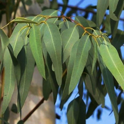 Nilgiri Eucalyptus Plant