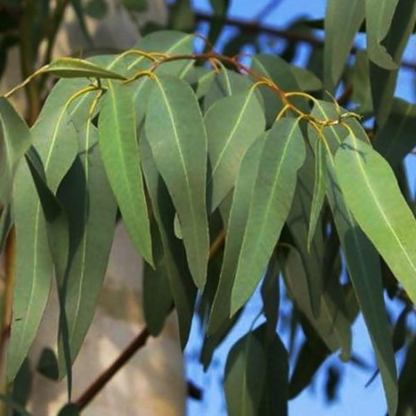 Nilgiri Eucalyptus Plant