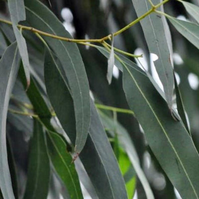 Nilgiri Eucalyptus Plant
