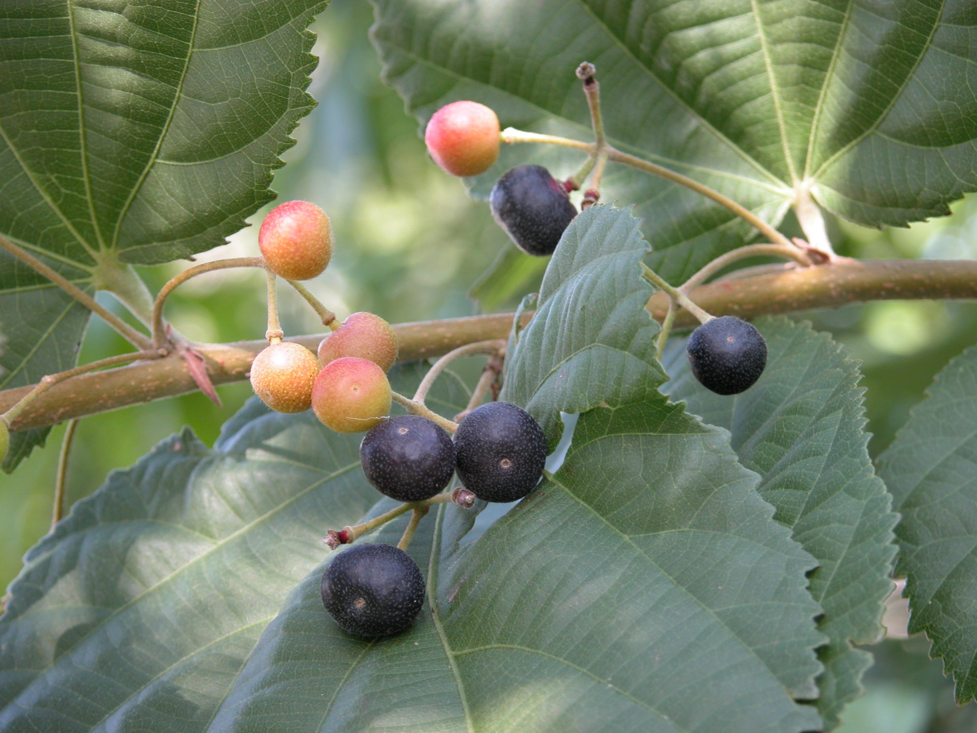 Buy Online Healthy falsa berry Plant