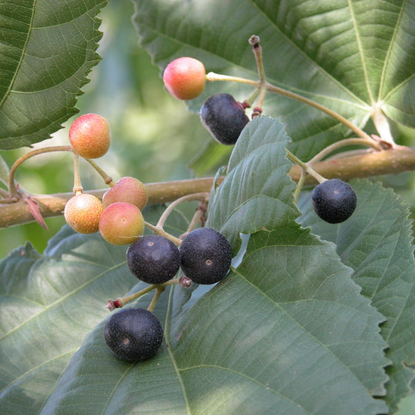 Buy Online Healthy falsa berry Plant