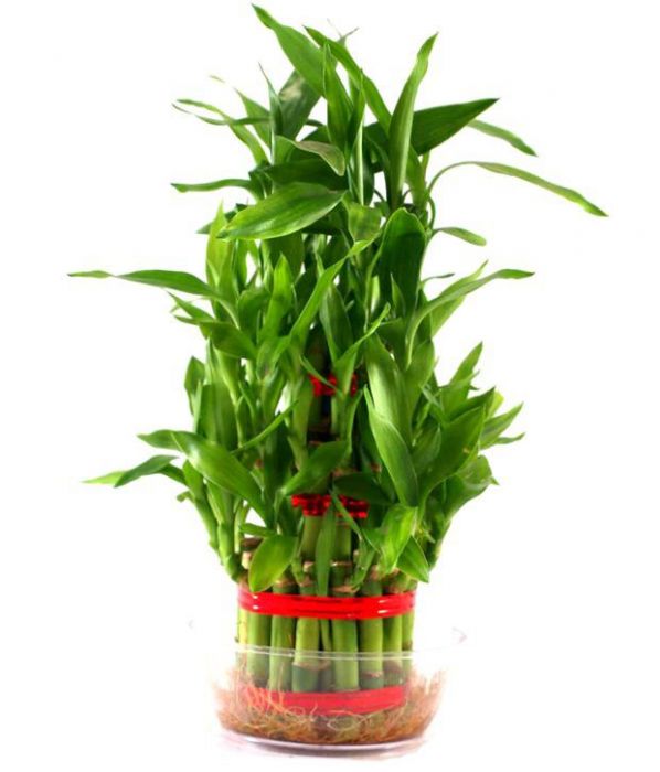 Green Paradise Fengsui Bamboo 2 Layers Bamboo Plant Without Pot