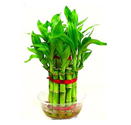 Fengsui bamboo 2 layers Live Plant With Pot