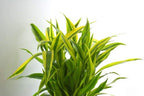 fengsui lucky golden bamboo Dracaena sanderiana live plant