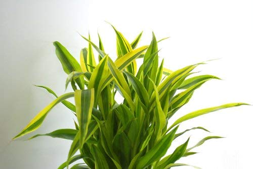fengsui lucky golden bamboo Dracaena sanderiana live plant