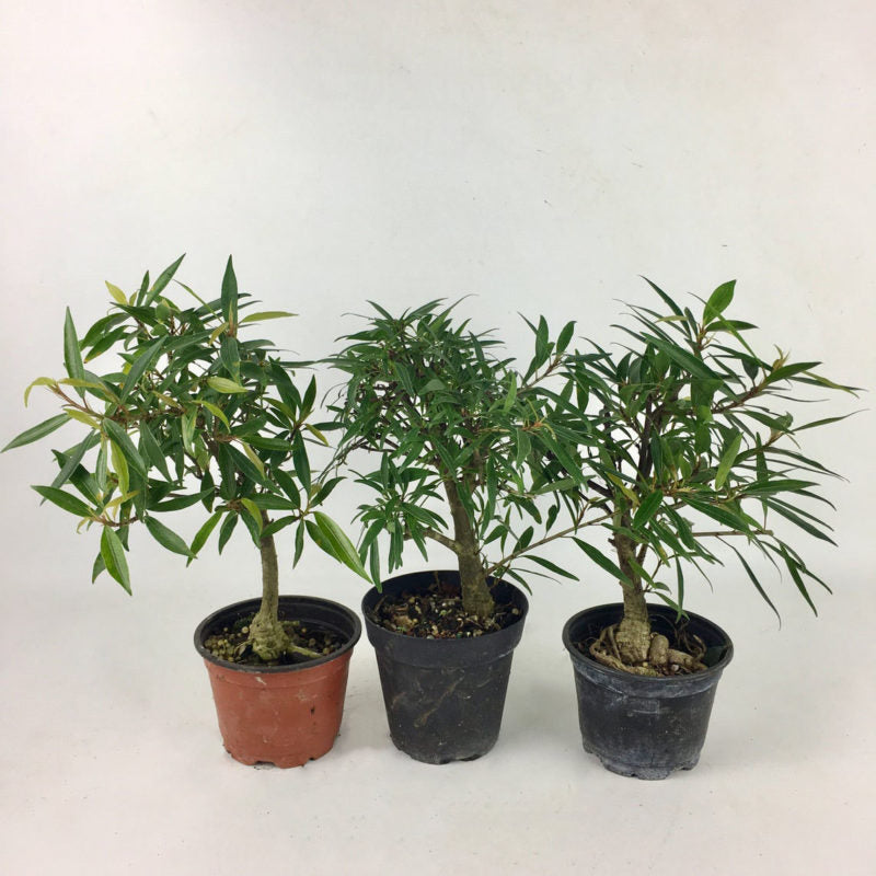 Ficus Nerifolia Willow leaf pre bonsai sapling plant with plastic pot