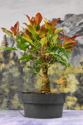 Live ficus Lipstick Beautiful Pre Bonsai Mature Sapling Plant for Bonsai