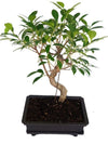 Ficus microcarpa Bonsai Suitable Live Plant