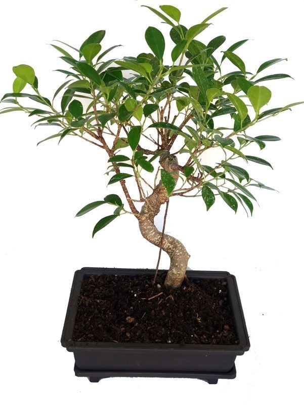 Ficus Microcarpa TigerBark Beautiful Live 2-3 years old bonsai tree With Plastic Bonsai Pot