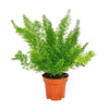 Asparagus Meyeri Foxtail Fern Live Indoor Outdoor Plant With Pot