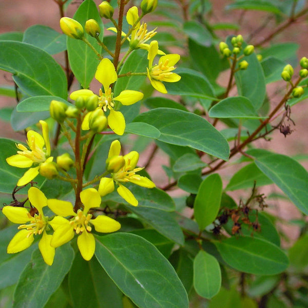 Galphemia Gracilis Beautiful full Year Yellow Flowering Live Plant