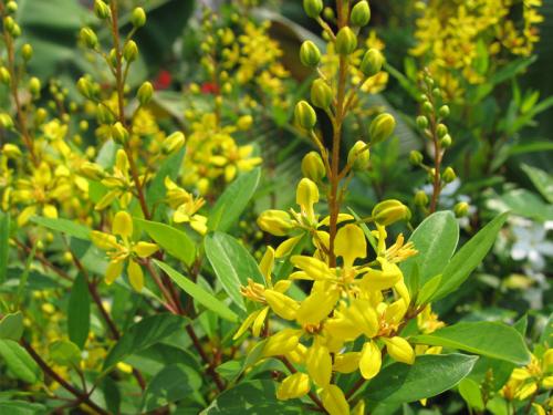 Galphemia Gracilis Beautiful full Year Yellow Flowering Live Plant