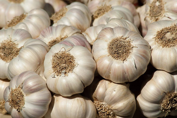 Garlic Seeds