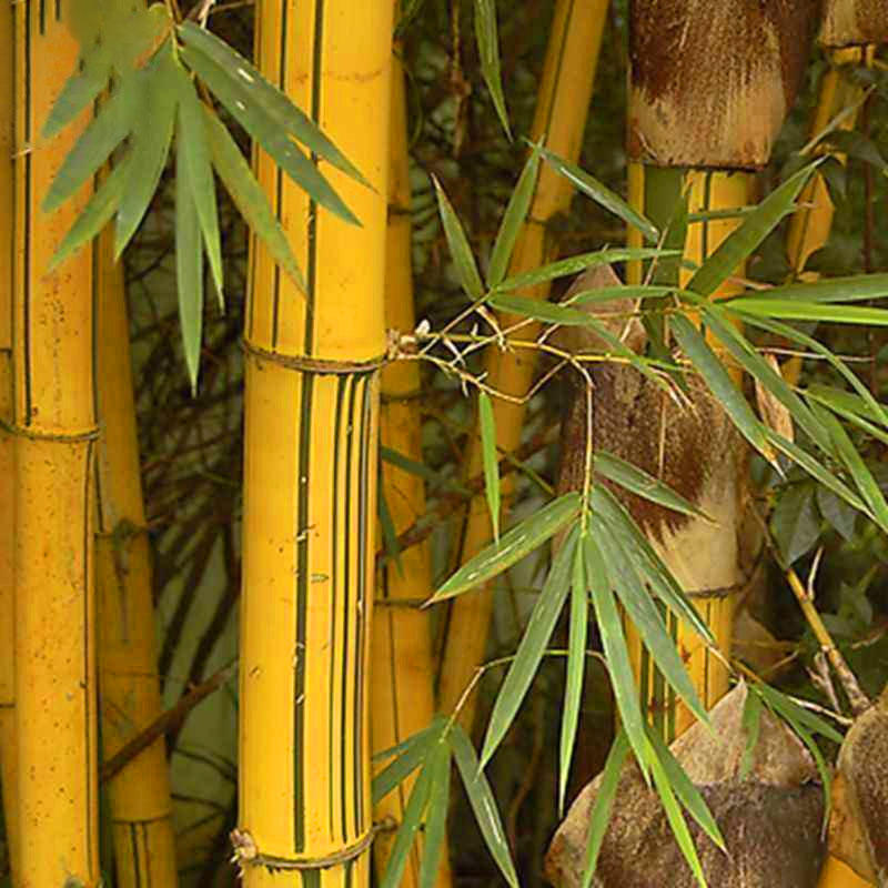 Golden Bamboo Plant Holy And Fengsui Golden Bamboo Live Plant With Pot