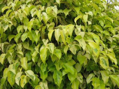 Benjamina Golden Ficus Sapling Plant