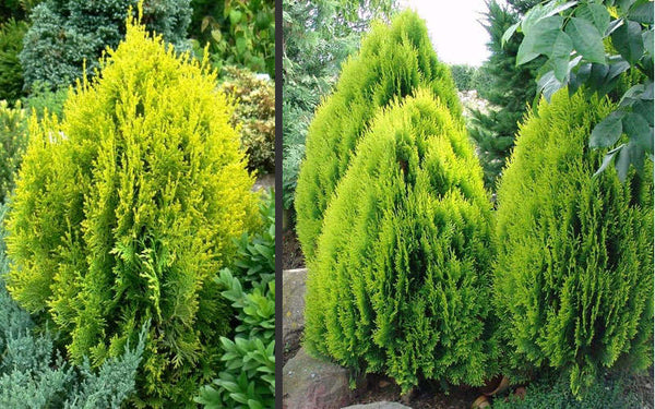 Golden Thuja Morpankhi mayurpankh plant