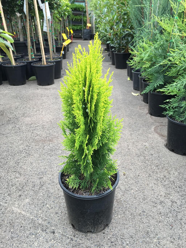 Golden Thuja Morpankhi mayurpankh plant