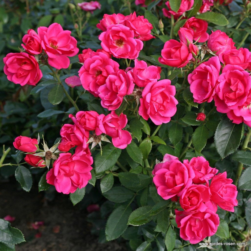 Mini Pink Bunch Roses Plant