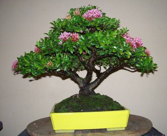 Mini Ixora Bonsai Mature And Old Tree ( Pink  ) live Bonsai tree with bonsai pot
