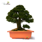 GREEN PARADISE® Rectangle Bonsai Plastic Pot Premium Quality Lightweight Pot for Indoor and Outdoor Bonsai Trees