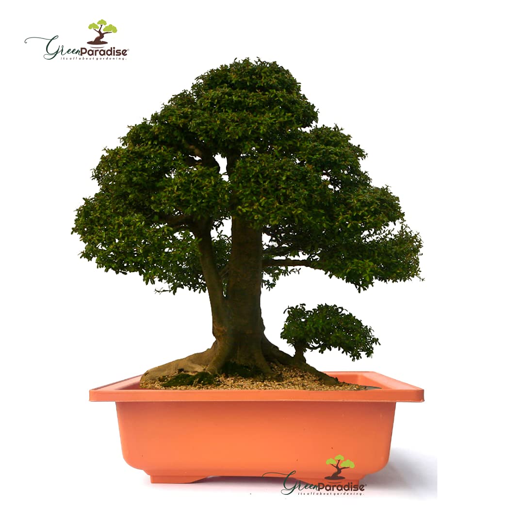 GREEN PARADISE® Bonsai Pots Rectangle 22.90 cm (L ) x 16.50cm (W) x 8.30 cm(H) (Terracotta Color) Training Bonsai Trees Succulent Cactus Mini Gardens and adeniums (Pack of 3)