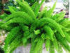 Asparagus Meyeri Foxtail Fern Live Indoor Outdoor Plant With Pot