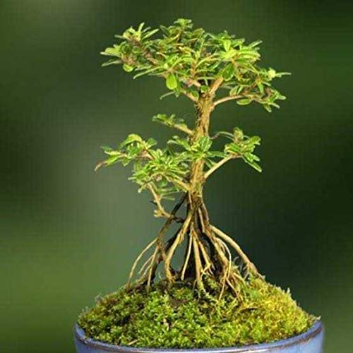 nishia Bonsai Suitable Live Plant
